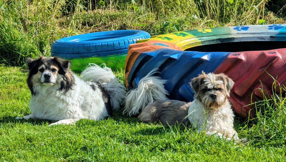 PXL_20240729_144728086.MP~3-male GrandaHotel dla zwierząt
Usługi dodatkowe